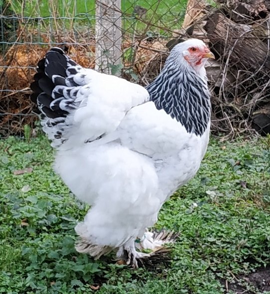 poule brahma blanche hermine noir agée de 5 mois