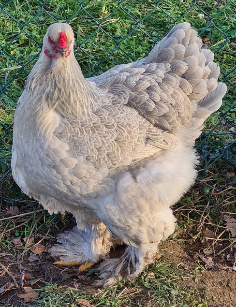poule brahma perdrix maillé gris perle agée de 5 mois