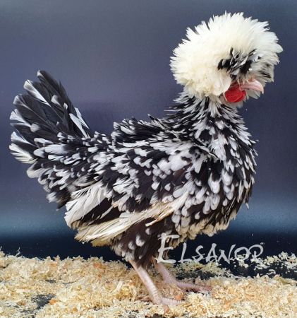 poule hollandaise caillouté noir frisé agée de 5 mois