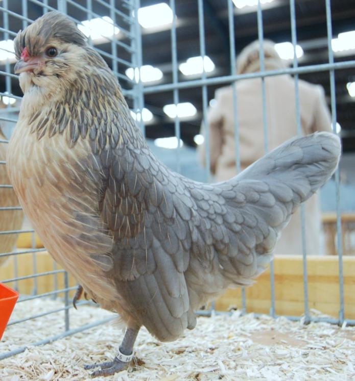 poule barbu de watermael caille bleu agée de 5 mois