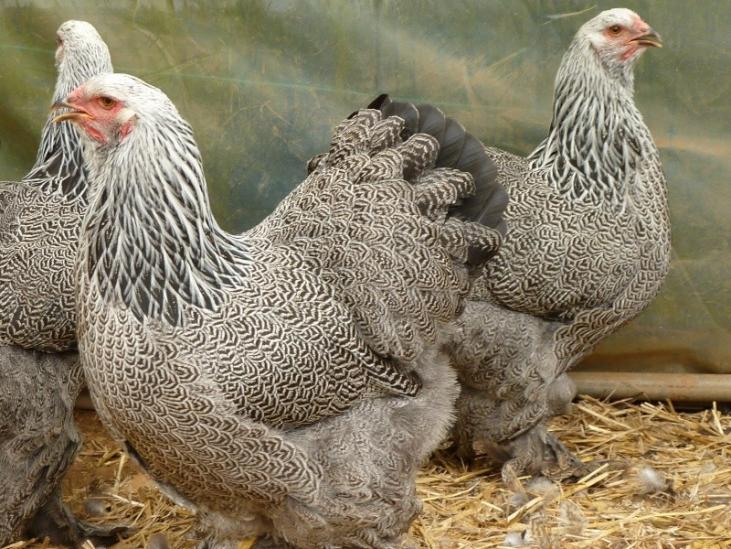 poule brahma perdrix argenté 4 mois souche allemande