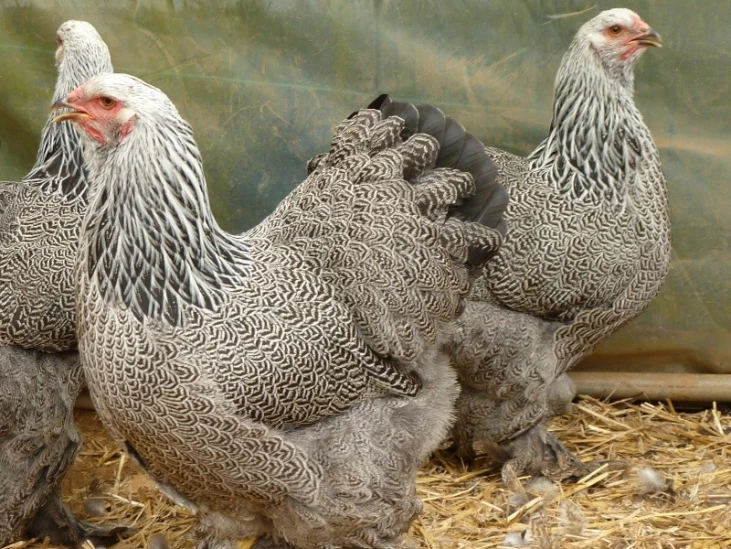poule brahma perdrix maillé argenté agée de 5 mois