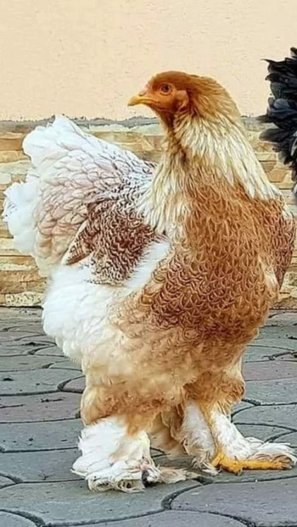 poule brahma perdrix maille blanc sale agée de 5 mois