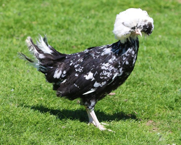 poule hollandaise caillouté noir agée de 5 mois