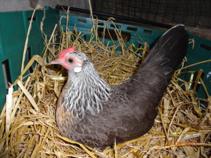 poule hollandskiel ou naine hollandaise agée de 5 mois