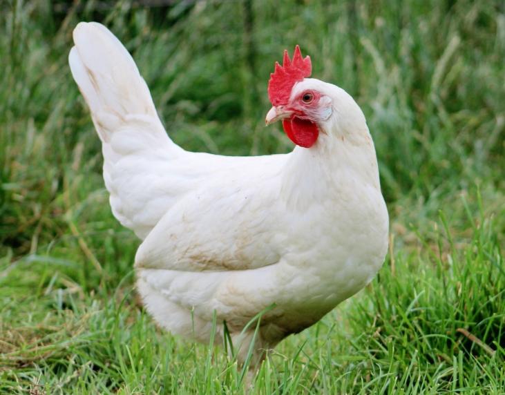 poule leghorn blanche agée de 5 mois (oeuf blanc pure)