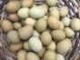 poule olive eggs agée de 5 mois (oeuf vert foncé)