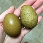 poule olive eggs agée de 5 mois (oeuf vert foncé)