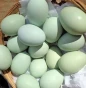 poule araucana agée de 5 mois (oeuf bleu vert )
