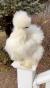 poule soie blanche agée de 5 mois